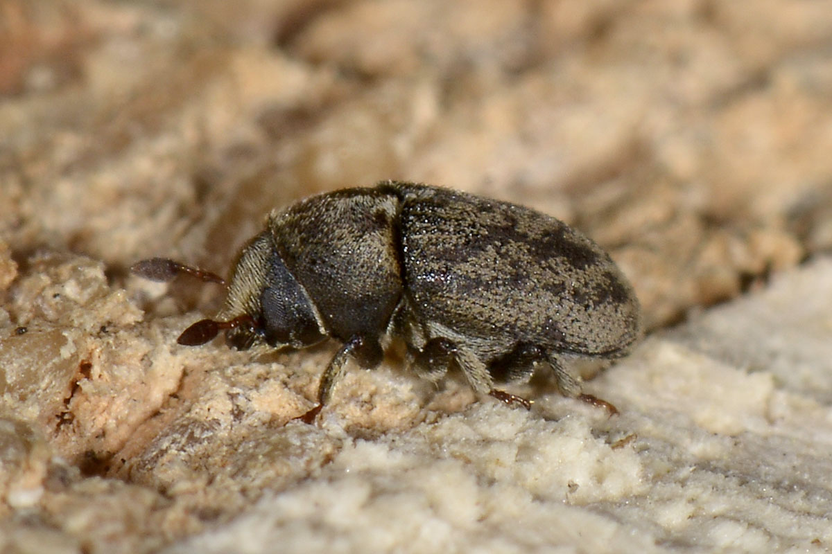 Hylesinus fraxini?